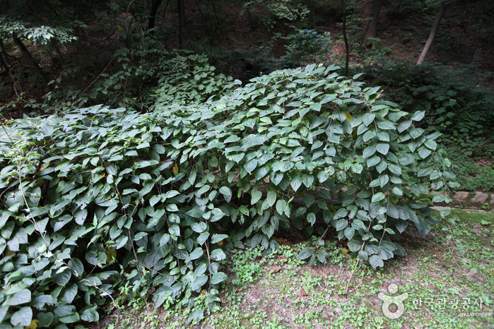 changdeokgung the secret garden huwon