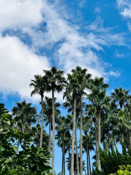 Cluster of tall Washington palm trees at Hallim Park in Jeju rising above dense tropical foliage, photographed from below against a bright blue sky with scattered white clouds