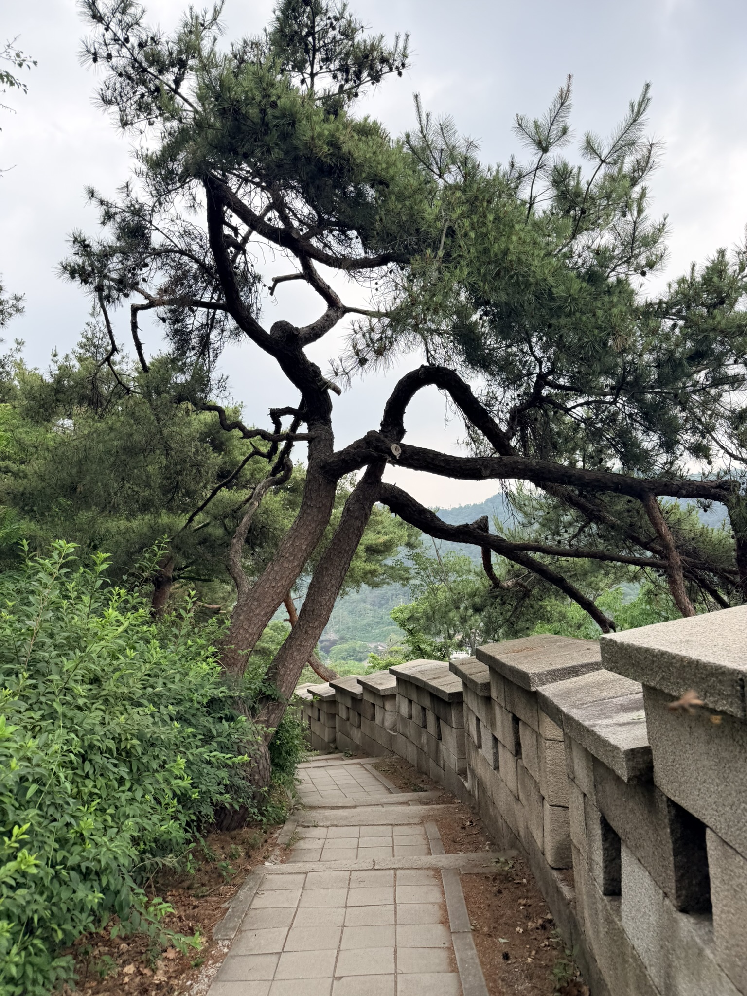Dramatically gnarled Korean pine tree arching dark twisted branches across the stone-paved Bugaksan fortress wall path, granite crenellated parapet running along the right side, distant mountain ridgeline visible beyond