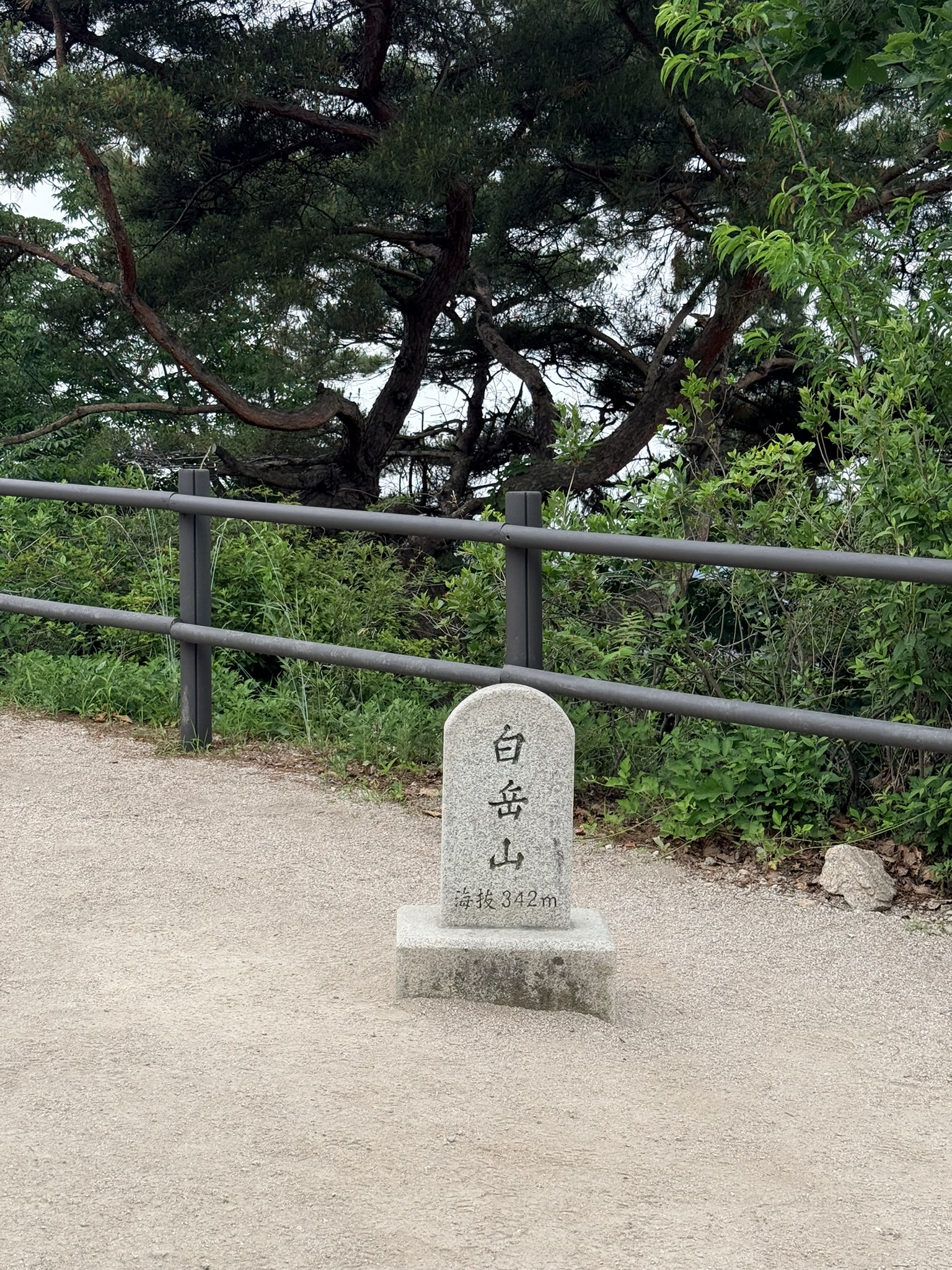 Small white granite summit marker inscribed with Chinese characters 白岳山 and 海拔342m (Baegaksan, elevation 342 meters) standing on a gravel plaza, gnarled pine trees and gray metal railing behind